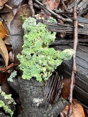 Punctelia bolliana