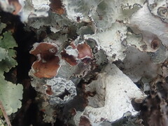 Platismatia tuckermanii