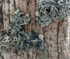 Lichenoconium erodens