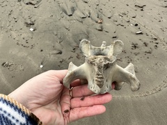 Zalophus californianus