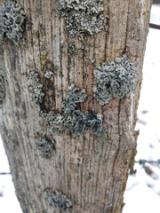 Lichenoconium erodens