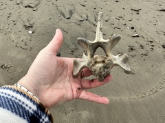 Zalophus californianus