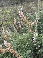 Lupinus longifolius