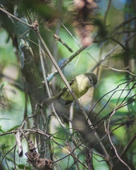 Phylloscartes ventralis