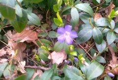 Vinca minor