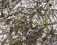 Platysace linearifolia
