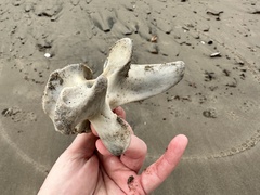 Zalophus californianus