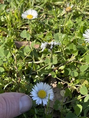 Bellis perennis