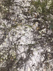 Platysace linearifolia