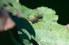 Itoplectis conquisitor