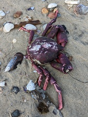 Taliepus nuttallii