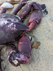 Taliepus nuttallii