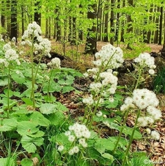 Petasites albus