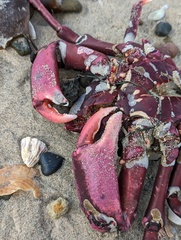 Taliepus nuttallii
