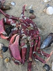 Taliepus nuttallii