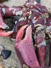 Taliepus nuttallii