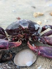 Taliepus nuttallii