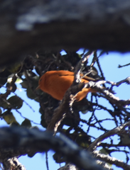Loxops coccineus