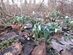 Galanthus elwesii