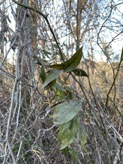 Bignonia capreolata