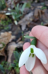 Galanthus elwesii