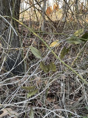 Bignonia capreolata