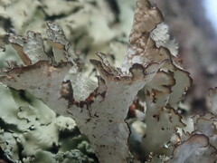 Platismatia tuckermanii