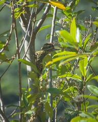 Dryobates spilogaster