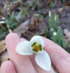 Galanthus elwesii