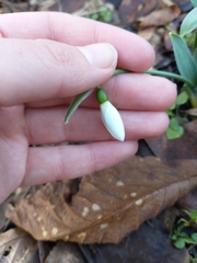 Galanthus elwesii