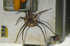 Heteropoda boiei