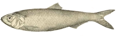 Azov Shad photo 2