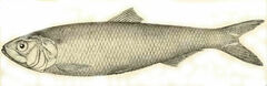 Azov Shad photo 3
