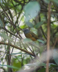 Mionectes rufiventris