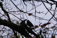 Turdus merula