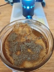 Aspergillus