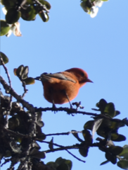 Loxops coccineus