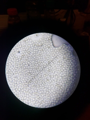 Aspergillus