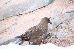 Stercorarius antarcticus