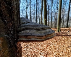 Fomes fomentarius
