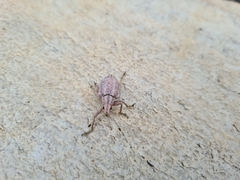 Cyrtomon