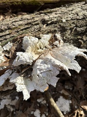 Laetiporus sulphureus