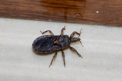 Epiroderinae