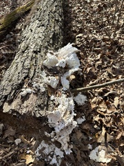 Laetiporus sulphureus