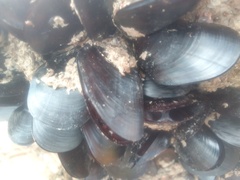 Mytilus galloprovincialis