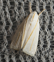 Cryptophasa flavolineata