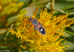 Lygaeus kalmii kalmii