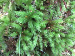 Dendroligotrichum tongariroense