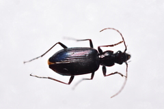 Platyninae
