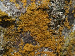 Flavoplaca citrina